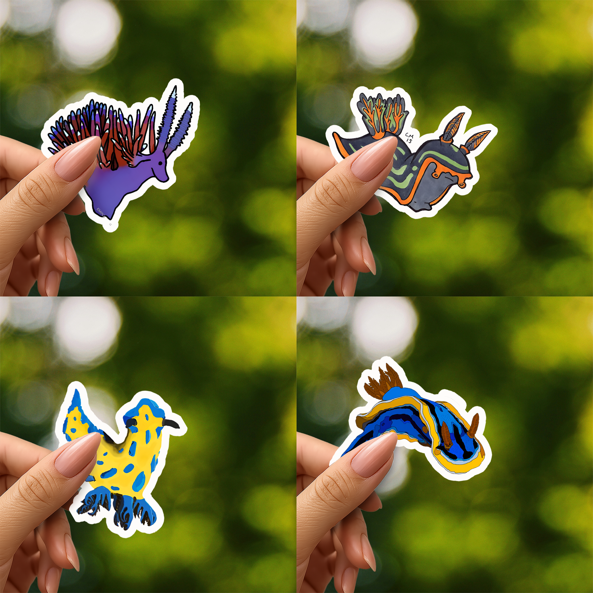 Nudibranchs Sea Slugs