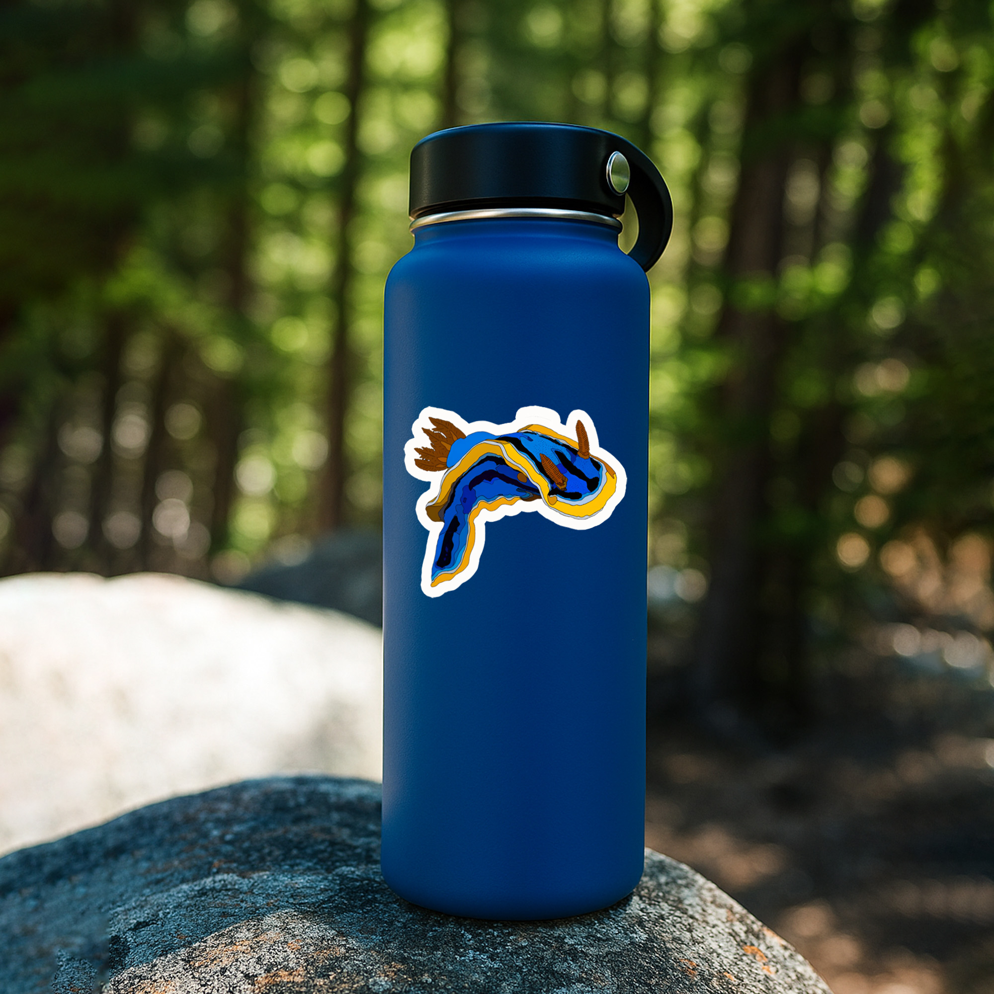 Nudibranchs Sea Slugs